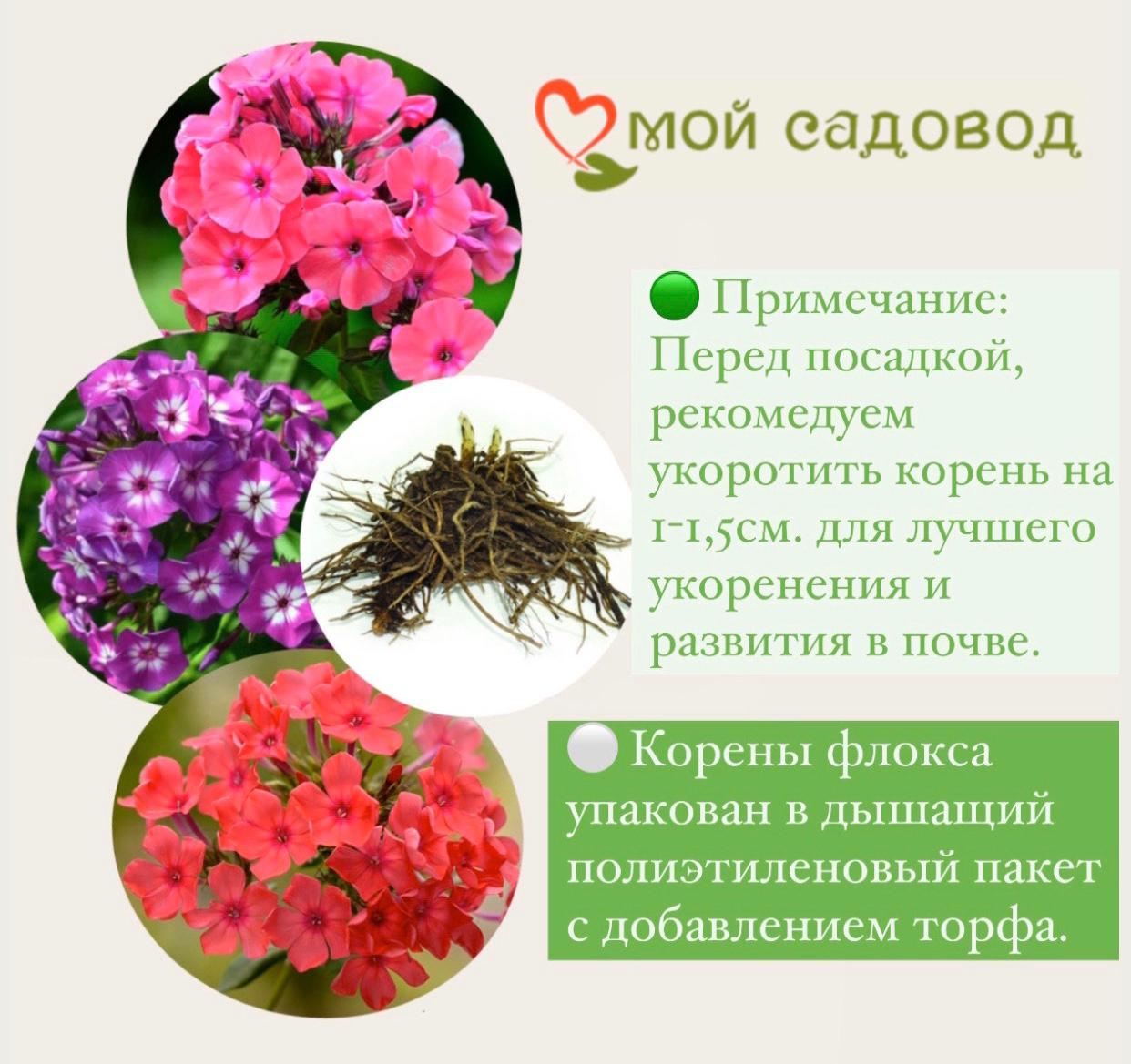 Флокс Успех